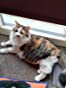 Furminator Chat 😺 L Poils long plus de 4,5 kg photo review