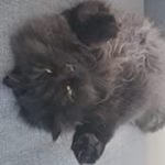 Furminator Chat 😺 L Poils long plus de 4,5 kg photo review