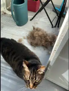 Furminator Chat 😺 L Poils long plus de 4,5 kg photo review