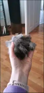 Furminator Chat 😺 L Poils Courts plus de 4,5 kg photo review