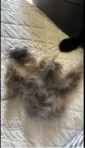 Furminator Chat 😺 L Poils Courts plus de 4,5 kg photo review