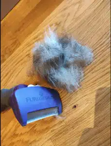 Furminator Chat L Poils Courts plus de 4,5 kg photo review