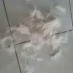 Furminator Chat 😺 L Poils Courts plus de 4,5 kg photo review