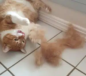 Furminator Chat 😺 L Poils Courts plus de 4,5 kg photo review