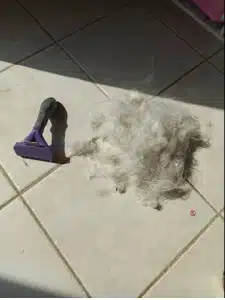 Furminator Chat 😺 L Poils long plus de 4,5 kg photo review