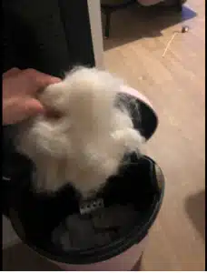 Furminator Chat 😺 L Poils Courts plus de 4,5 kg photo review