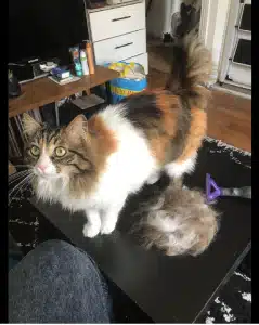 Furminator Chat 😺 L Poils long plus de 4,5 kg photo review