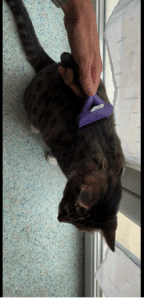 Furminator Chat 😺 L Poils Courts plus de 4,5 kg photo review