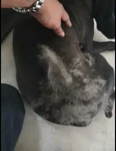 Furminator Chien 🐶 L Grande Taille Brosse Poils Longs photo review