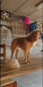 Furminator Chien 🐶 L Grande Taille Brosse Poils Longs photo review
