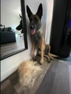 Furminator Chien 🐶 L Grande Taille Brosse Poils Longs photo review
