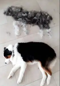 Furminator Chien 🐶 M Taille Moyenne Brosse Poils Longs photo review