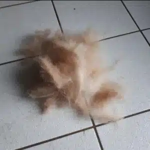 Furminator Chien 🐶 M Taille Moyenne Brosse Poils Longs photo review