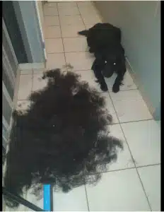 Furminator Chien 🐶 M Taille Moyenne Brosse Poils Longs photo review