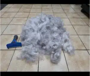 Furminator Chien L 🐶 Grande Taille Brosse Poils Courts photo review