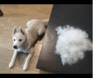 Furminator Chien 🐶 M Taille Moyenne Brosse Poils Longs photo review