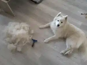 Furminator Chien 🐶 L Grande Taille Brosse Poils Longs photo review