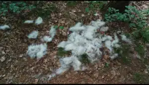 Furminator Chien 🐶 M Taille Moyenne Brosse Poils Longs photo review