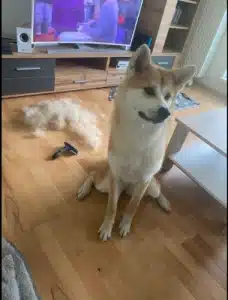 Furminator Chien L 🐶 Grande Taille Brosse Poils Courts photo review