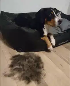Furminator Chien 🐶 M Taille Moyenne Brosse Poils Courts photo review