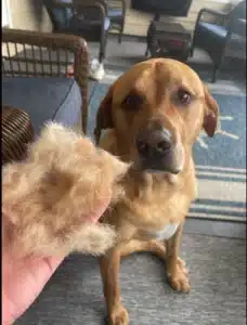 Furminator Chien 🐶 M Taille Moyenne Brosse Poils Longs photo review