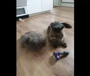 Furminator Chat 😺 L Poils long plus de 4,5 kg photo review