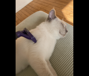 Furminator Chat 😺 L Poils long plus de 4,5 kg photo review