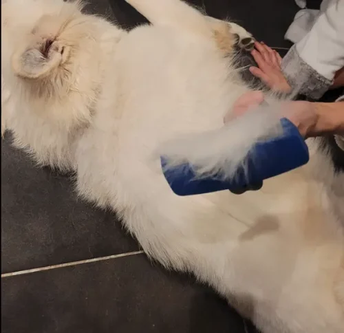 Furminator Chien 🐶 L Grande Taille Brosse Poils Longs photo review