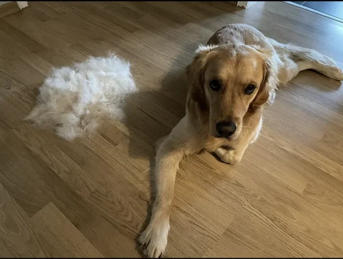 Furminator Chien 🐶 L Grande Taille Brosse Poils Longs photo review