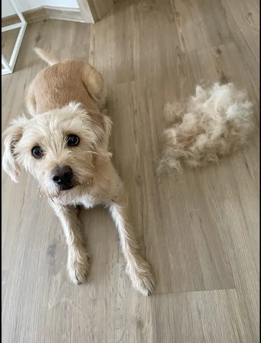 Furminator Chat 😺 L Poils Courts plus de 4,5 kg photo review