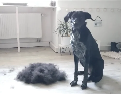 Furminator Chat 😺 L Poils Courts plus de 4,5 kg photo review