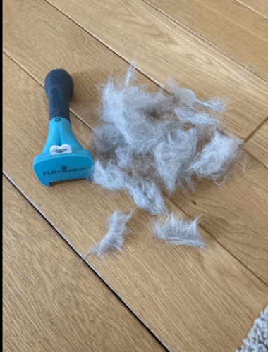 Furminator Chat S Poils Courts moins de 4,5kg photo review