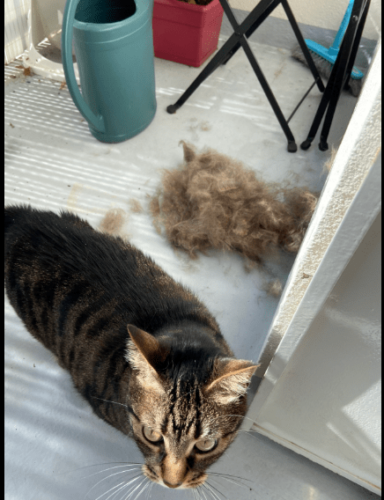 Furminator Chat S Poils Courts moins de 4,5kg photo review