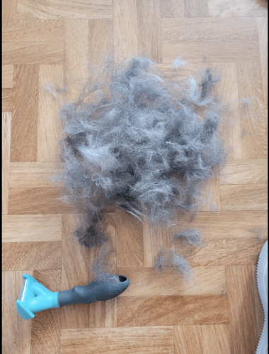 Furminator Chat 😺 S Poils Courts moins de 4,5kg photo review