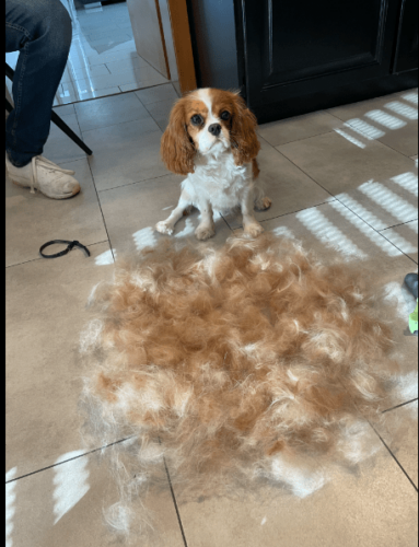 Furminator Chien S Petite Taille Brosse Poils Longs 4 à 9 kg photo review