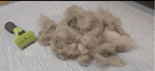 Furminator Chien S Petite Taille Brosse Poils Longs 4 à 9 kg photo review