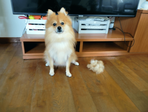 Furminator Chien 🐶 S Petite Taille Brosse Poils Longs 4 à 9 kg photo review