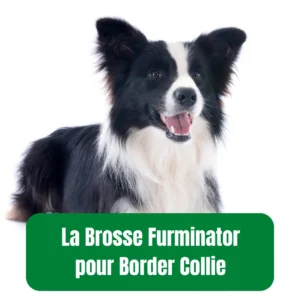 Furminator clearance border collie